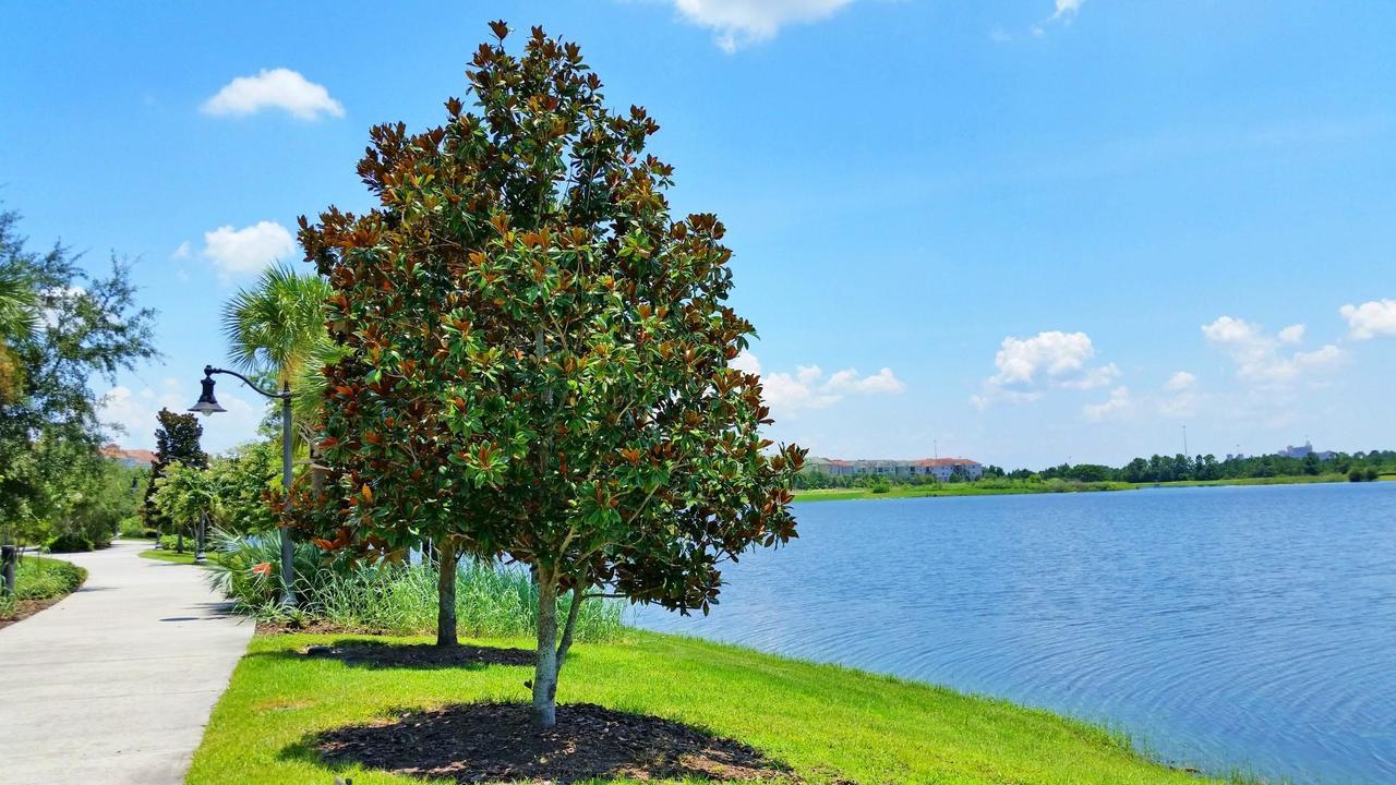 Dream Castle Daire Kissimmee Dış mekan fotoğraf